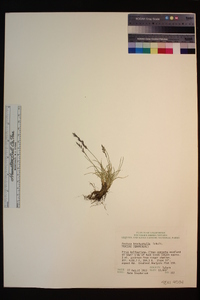 Festuca brachyphylla image